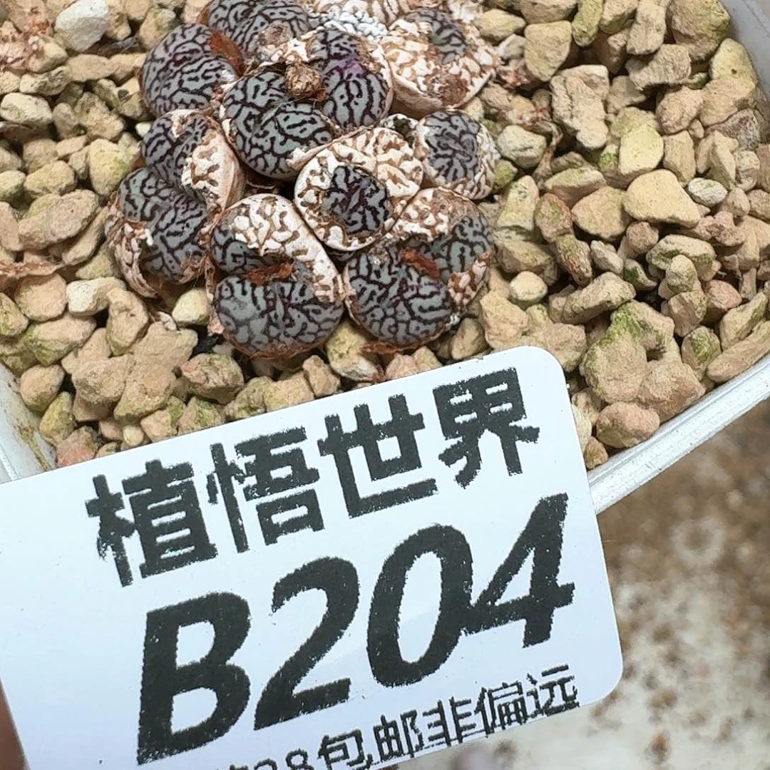 多肉植物的润泽额c g