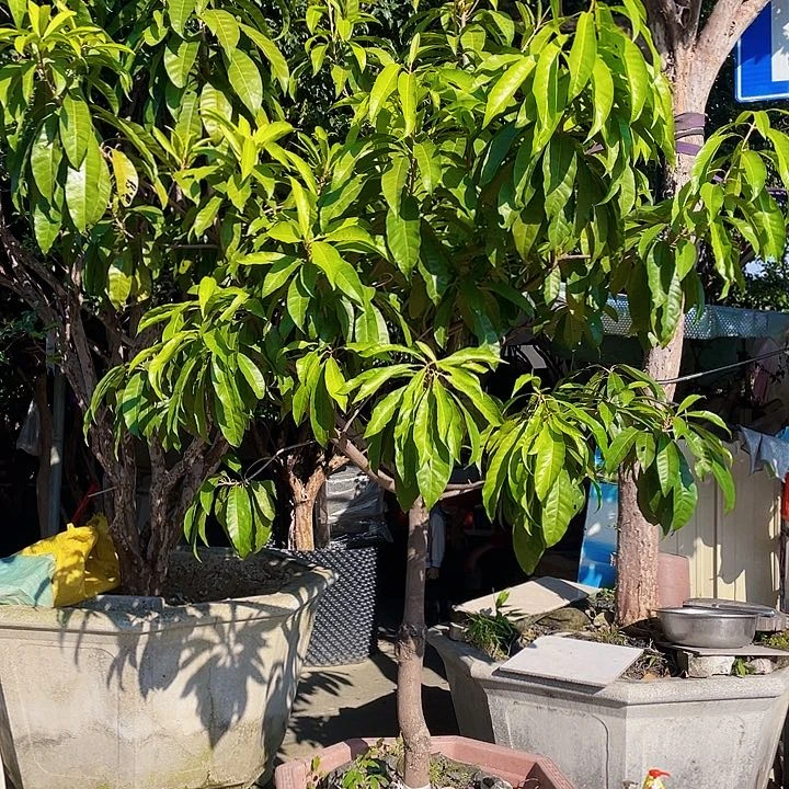 无花朵?*空111111