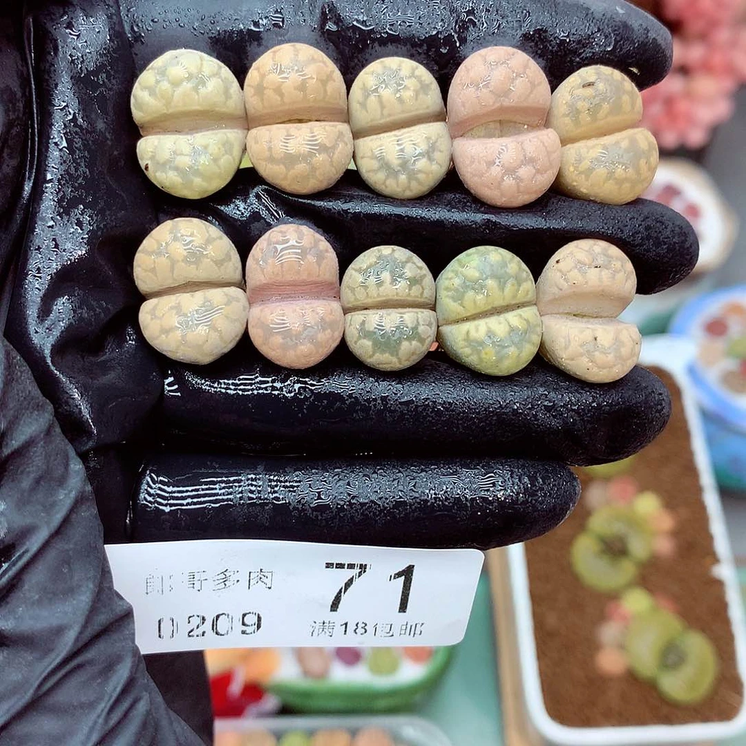 郎哥多肉生石花9-71