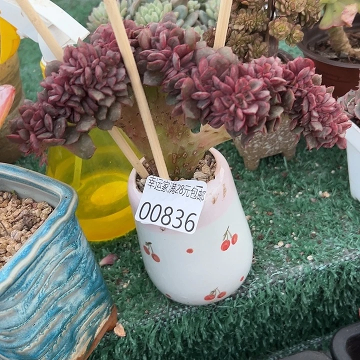 幸运的是我还没遇到幸运