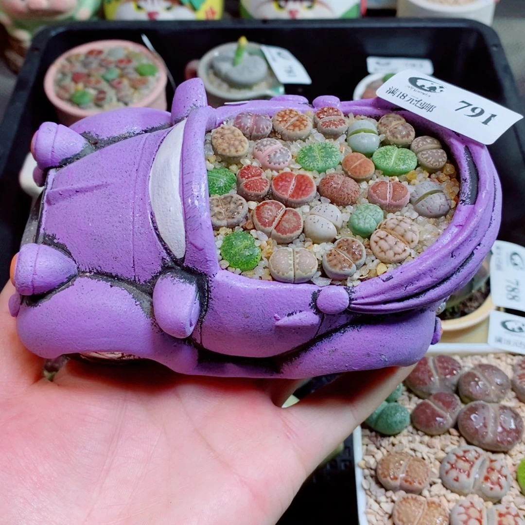 生石花花花花花花791