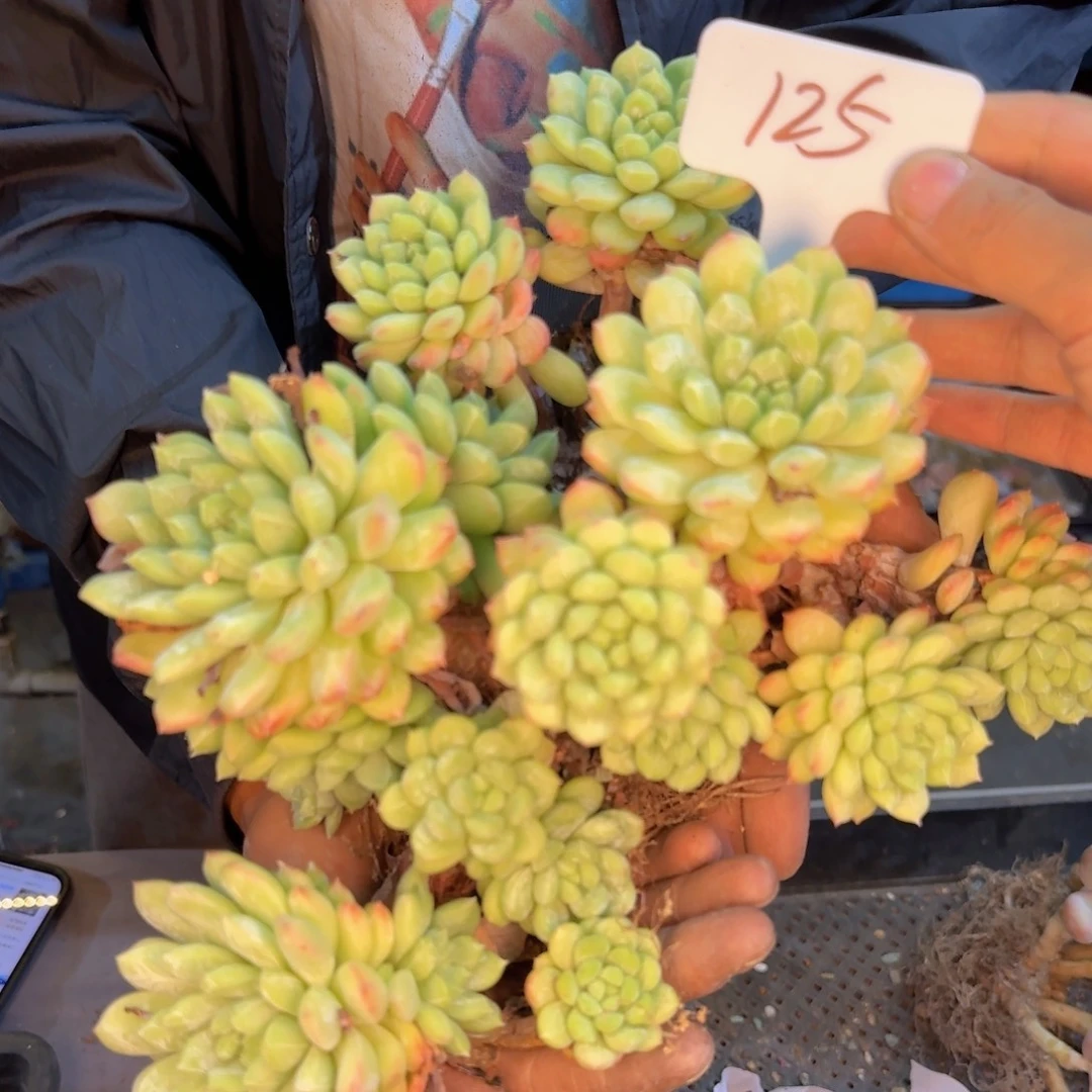 喜***狼多肉植物的生长发育和