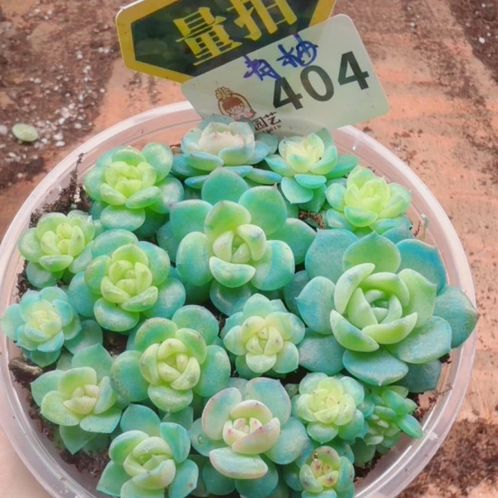 多肉植物多肉植物