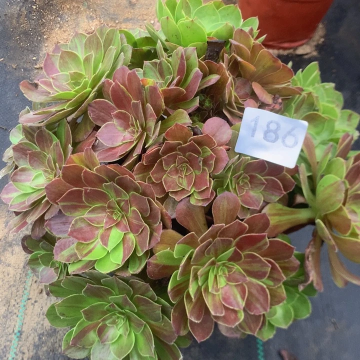 186花月夜多／多肉植物