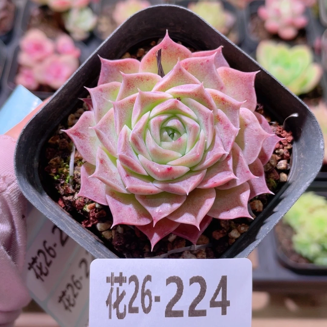 花利美26-224海林娜