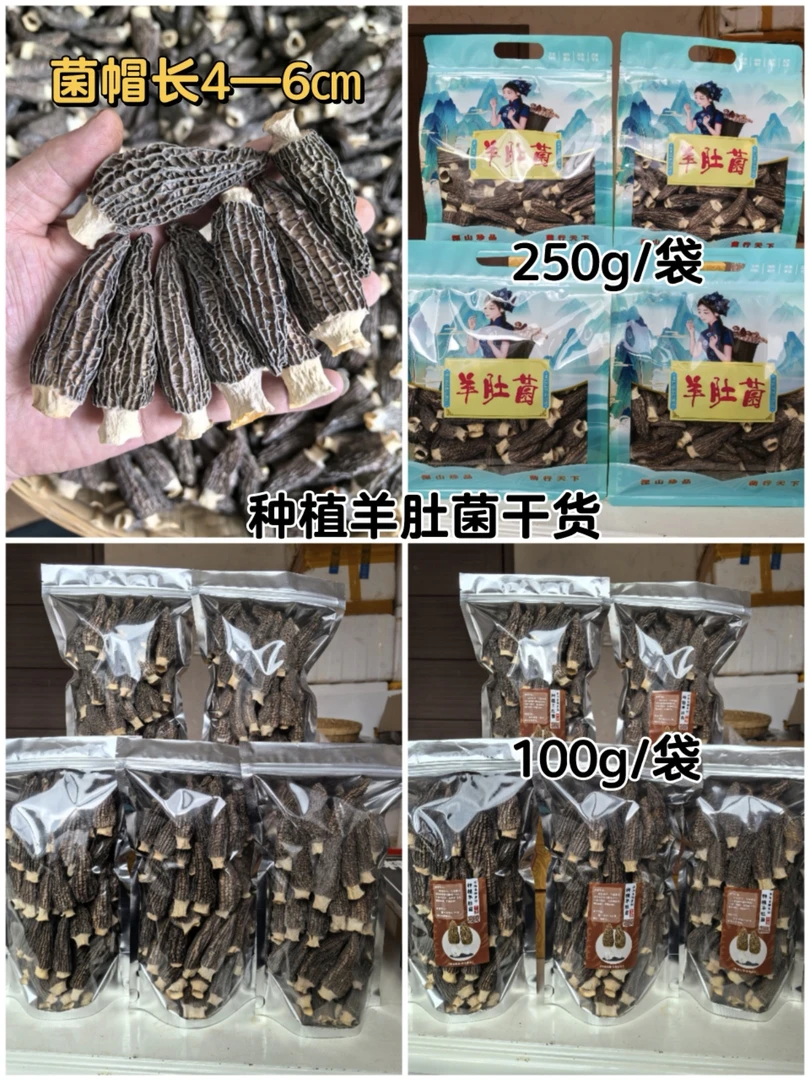 新鲜种植羊肚菌来自云南省迪庆藏族自治州香格里拉市