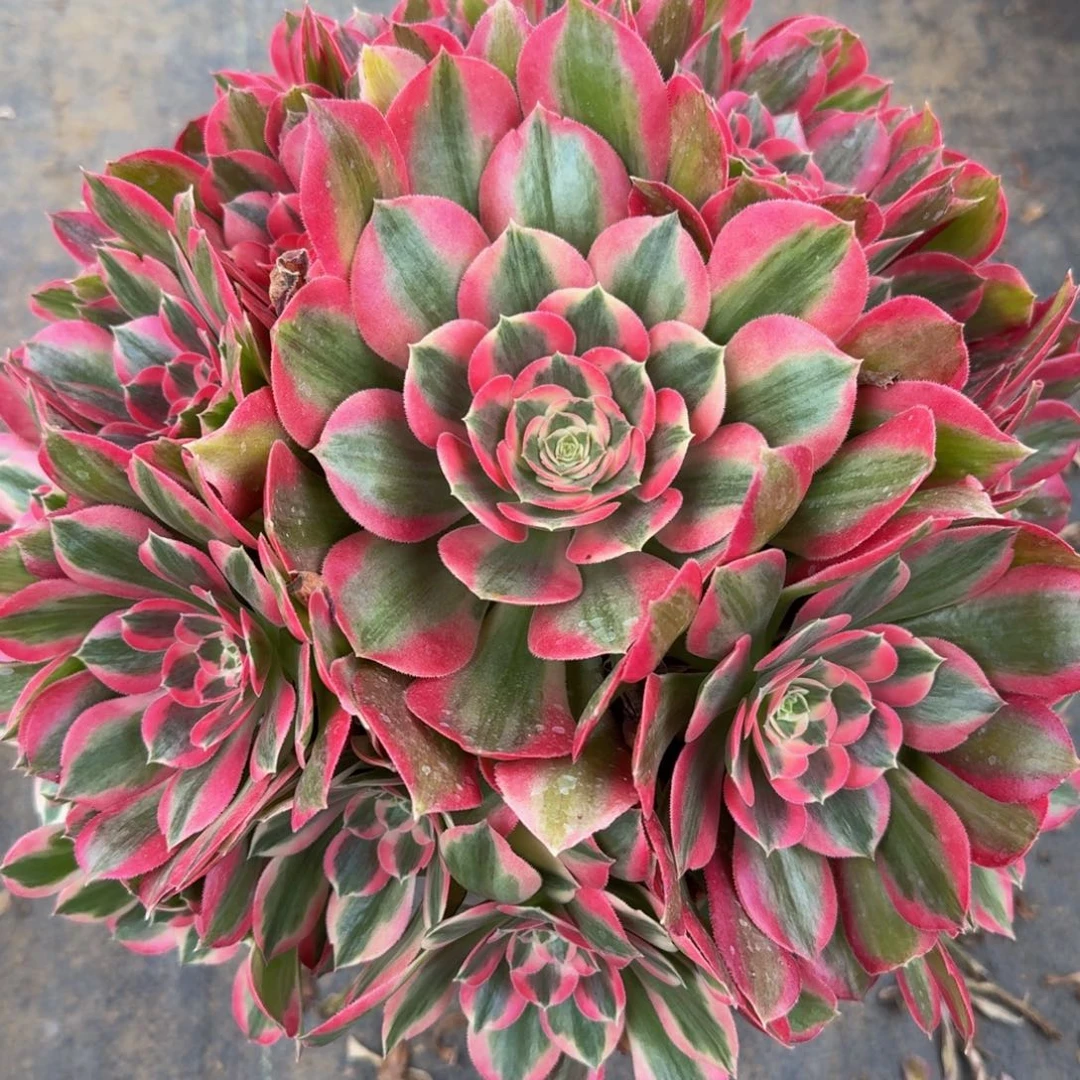 901粉女郎精品法师多肉