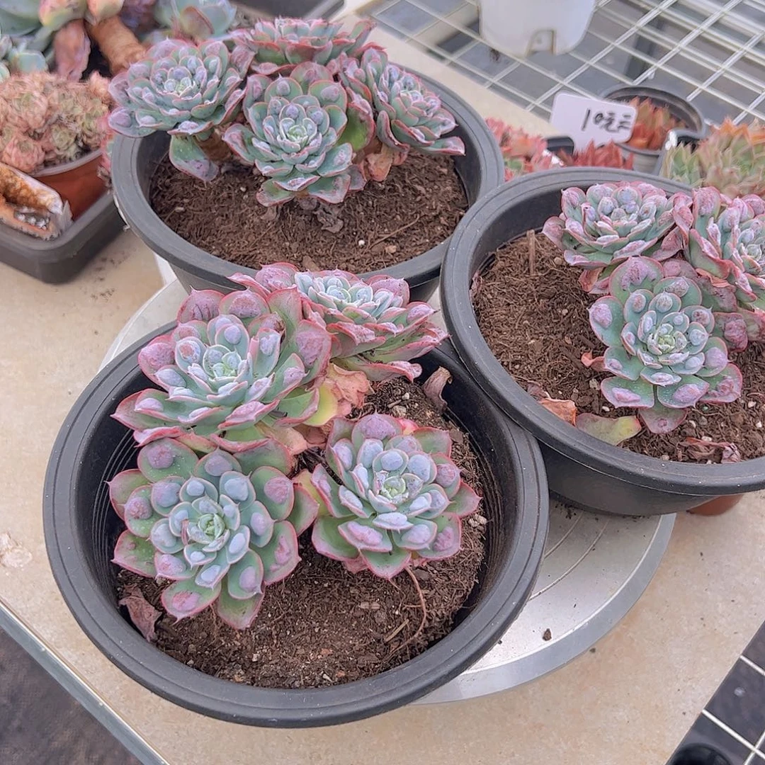雨滴多头大盆群造型精品