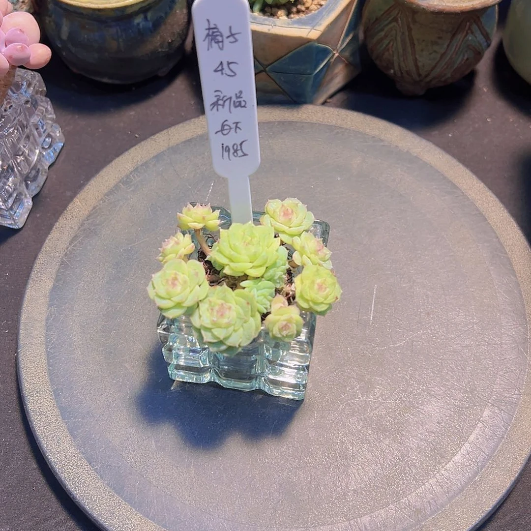 好****子新品，多肉植物，