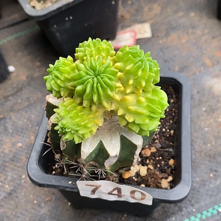 无花朵球接蝌蚪锦740
