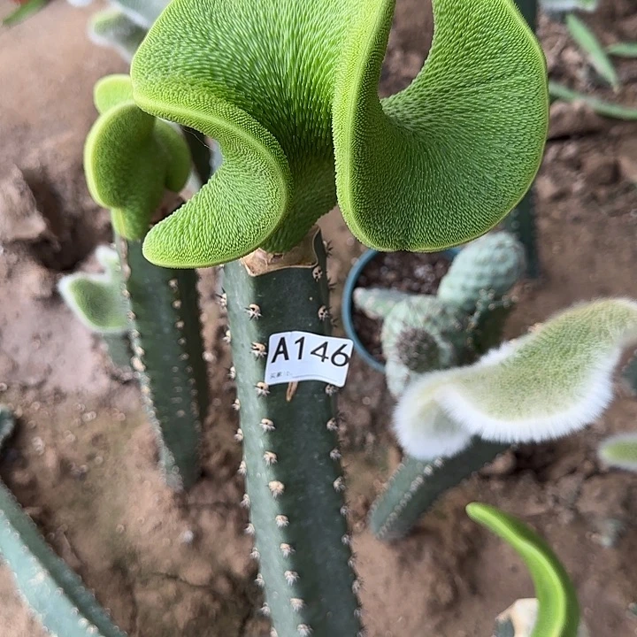 无花朵明*嫁接青蛇缀146