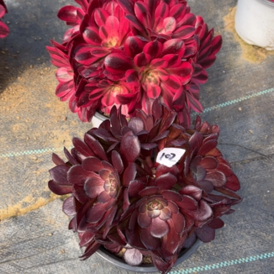 【闪购商品】春*哥98，美杜莎102黑萝莉多肉法师