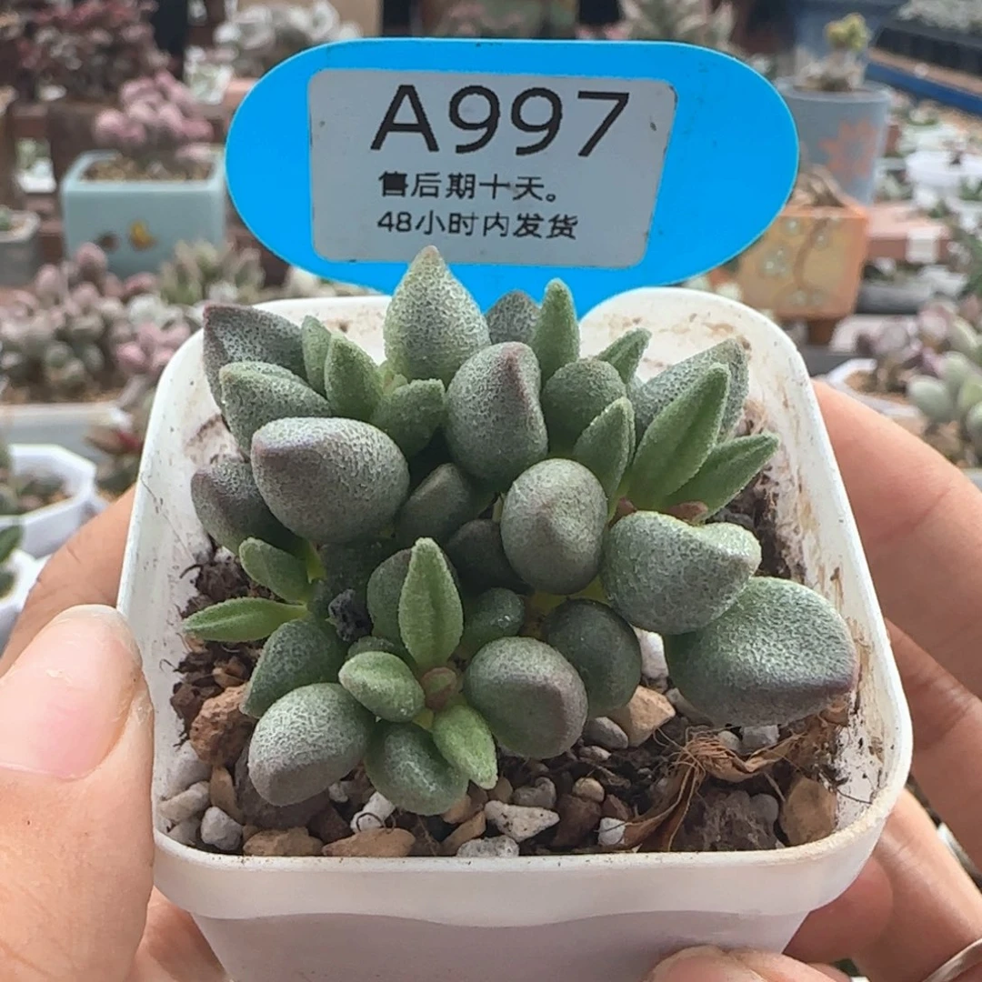 大红嘴。    997。