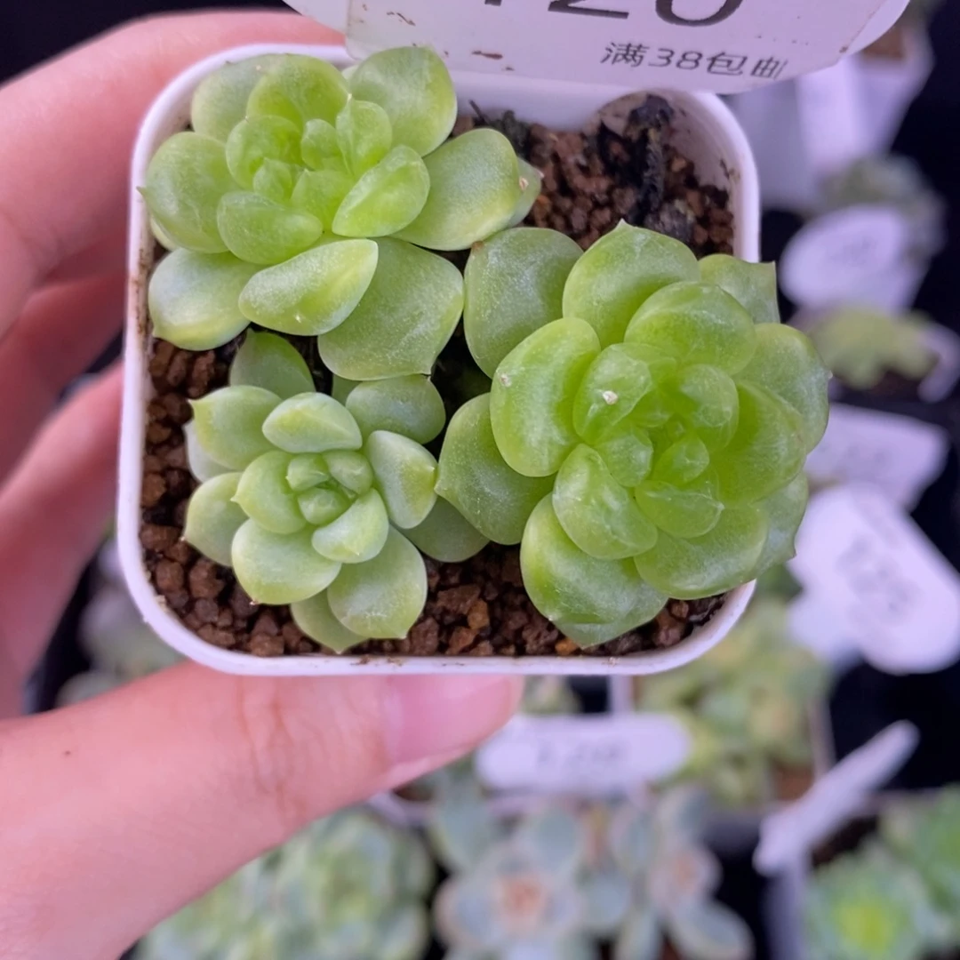 财富T20三头群一颗120号