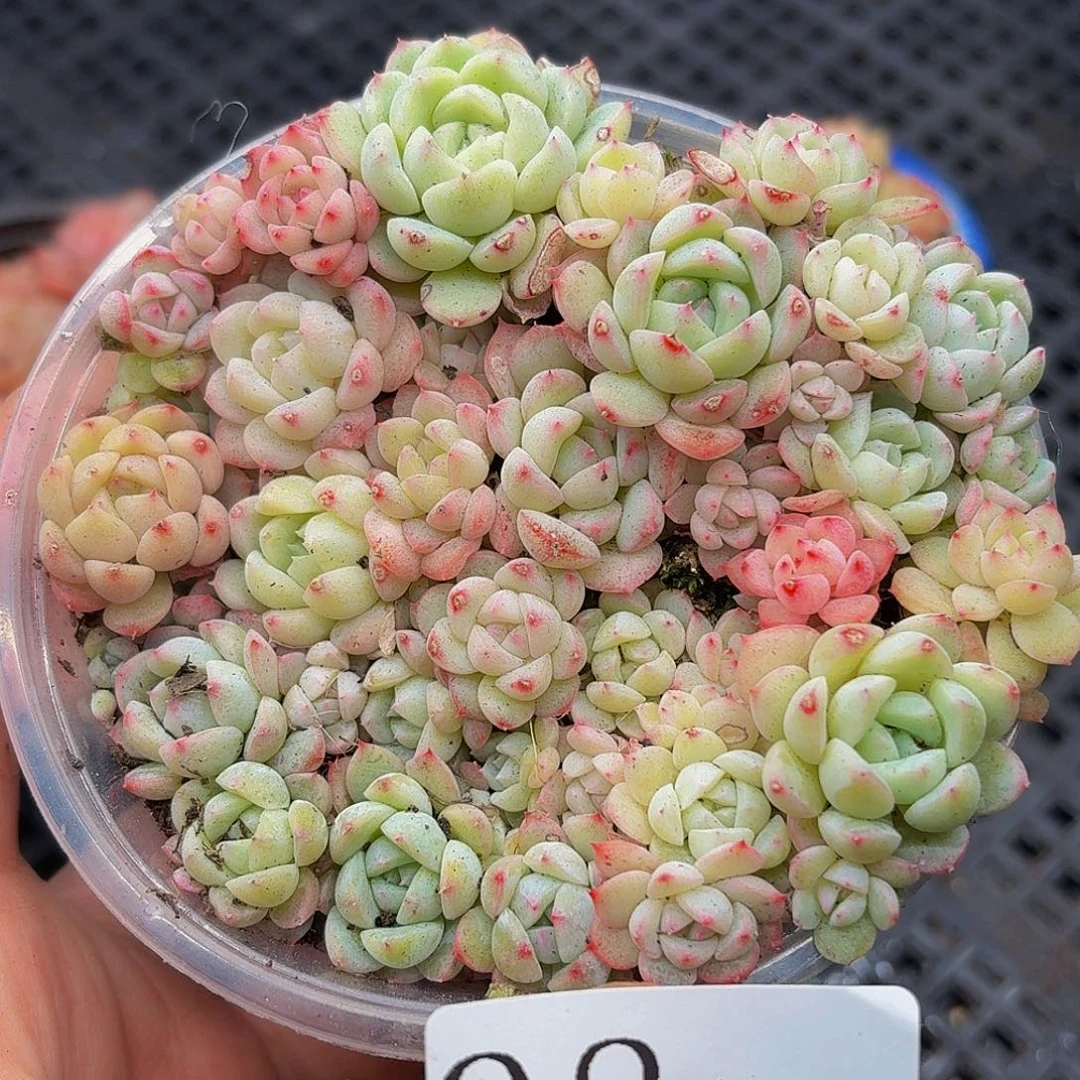 多肉植物多肉植物98