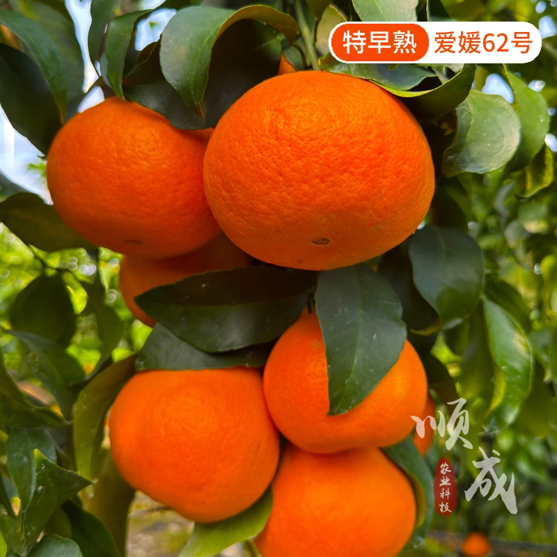 柑桔苗新品特早熟爱媛62号柑橘苗果大易剥皮耐寒不裂果味甜果树苗