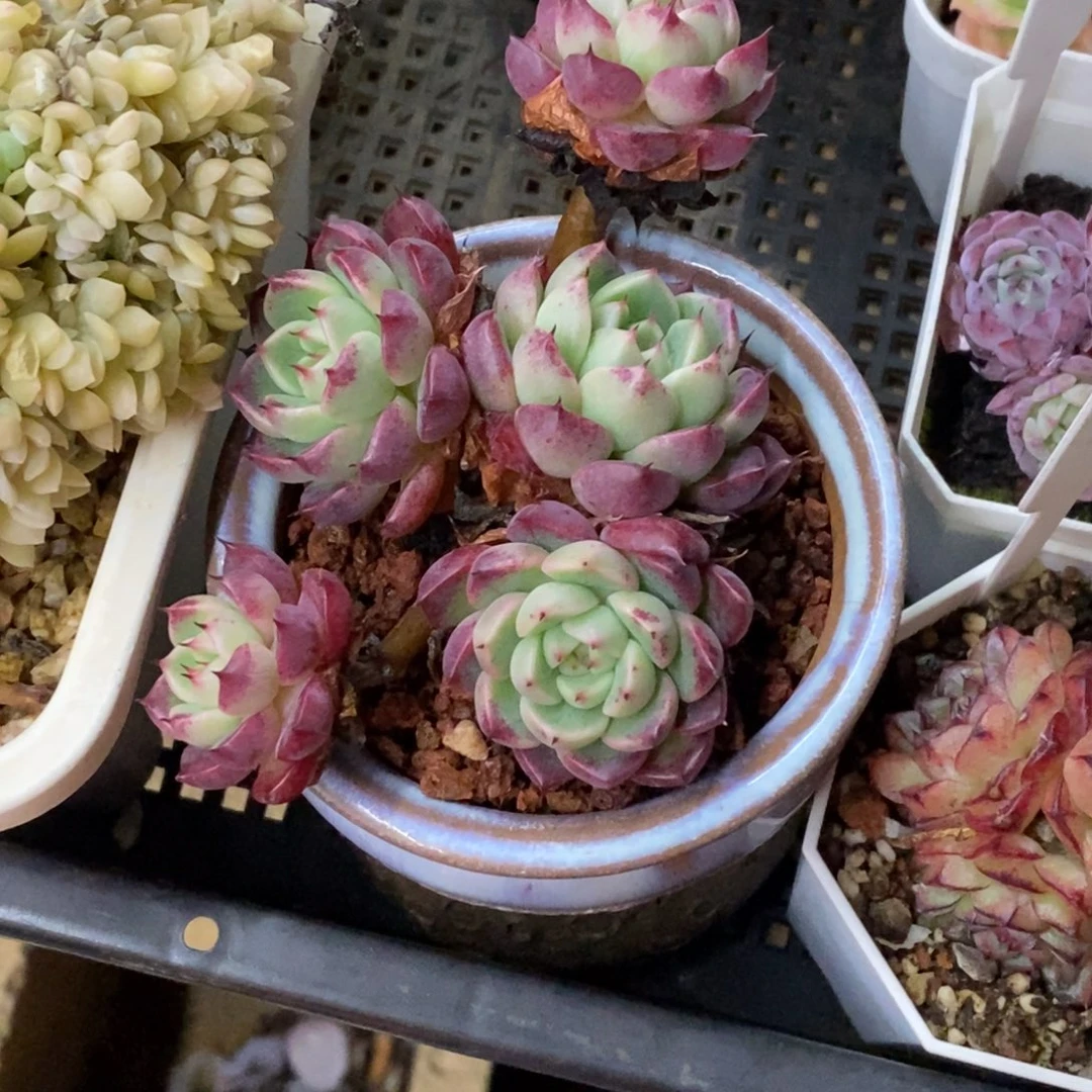 精品多肉一物．．．拍不包整361