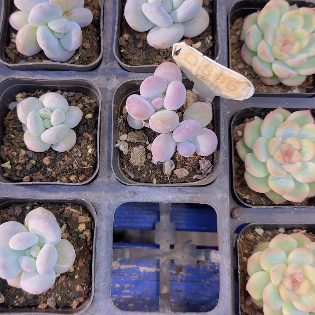 ?**…D396彩虹奶一物一拍