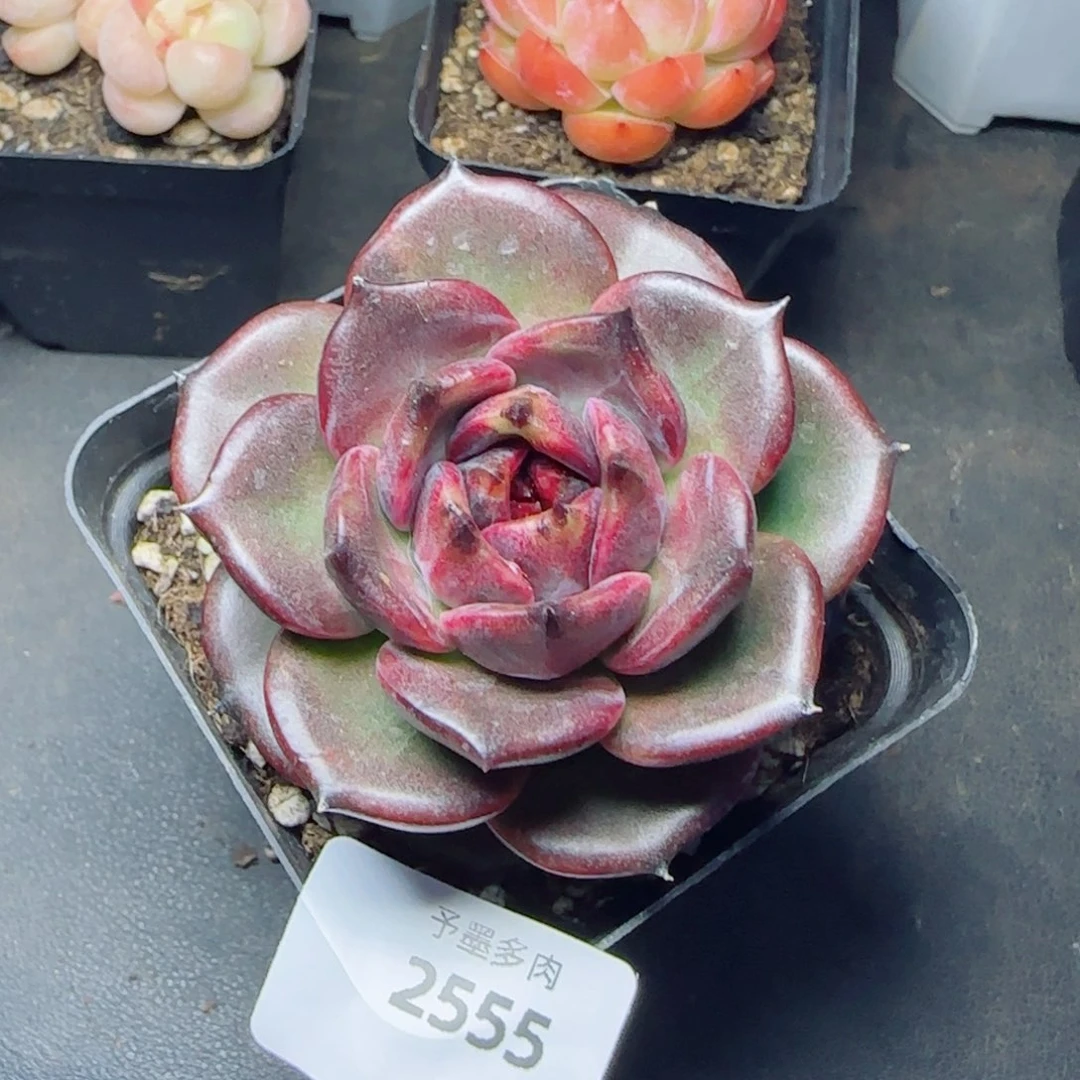 黑玫瑰，2555多肉植物
