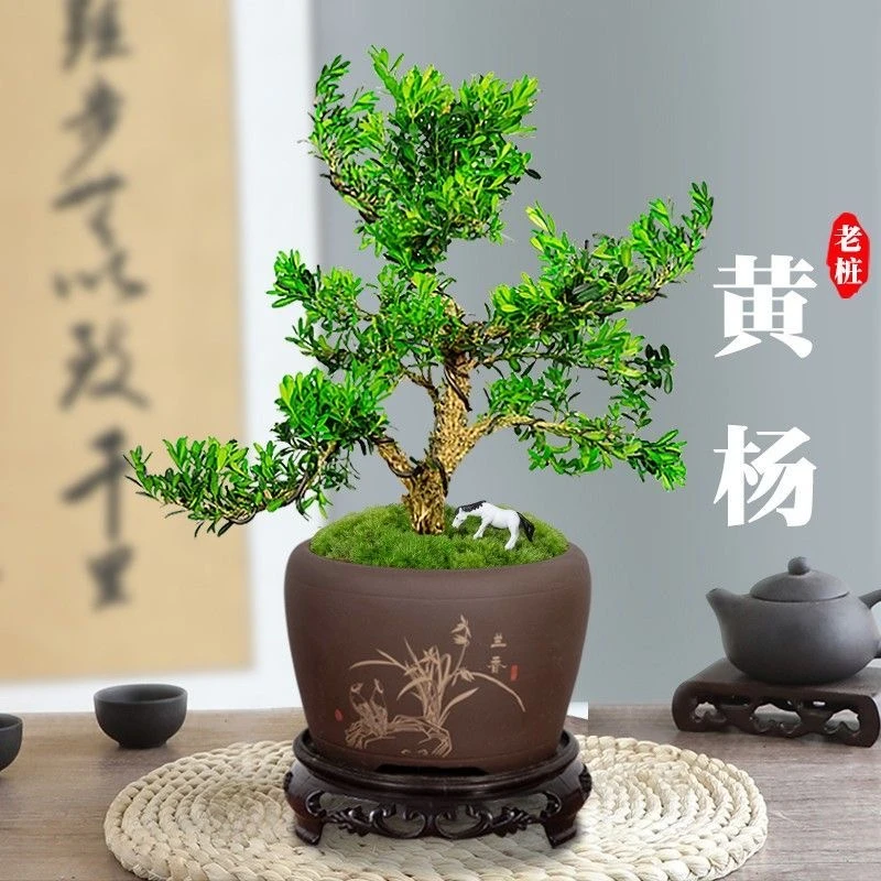 家庭摆件四大名树老桩黄杨秋冬好养精致摆件