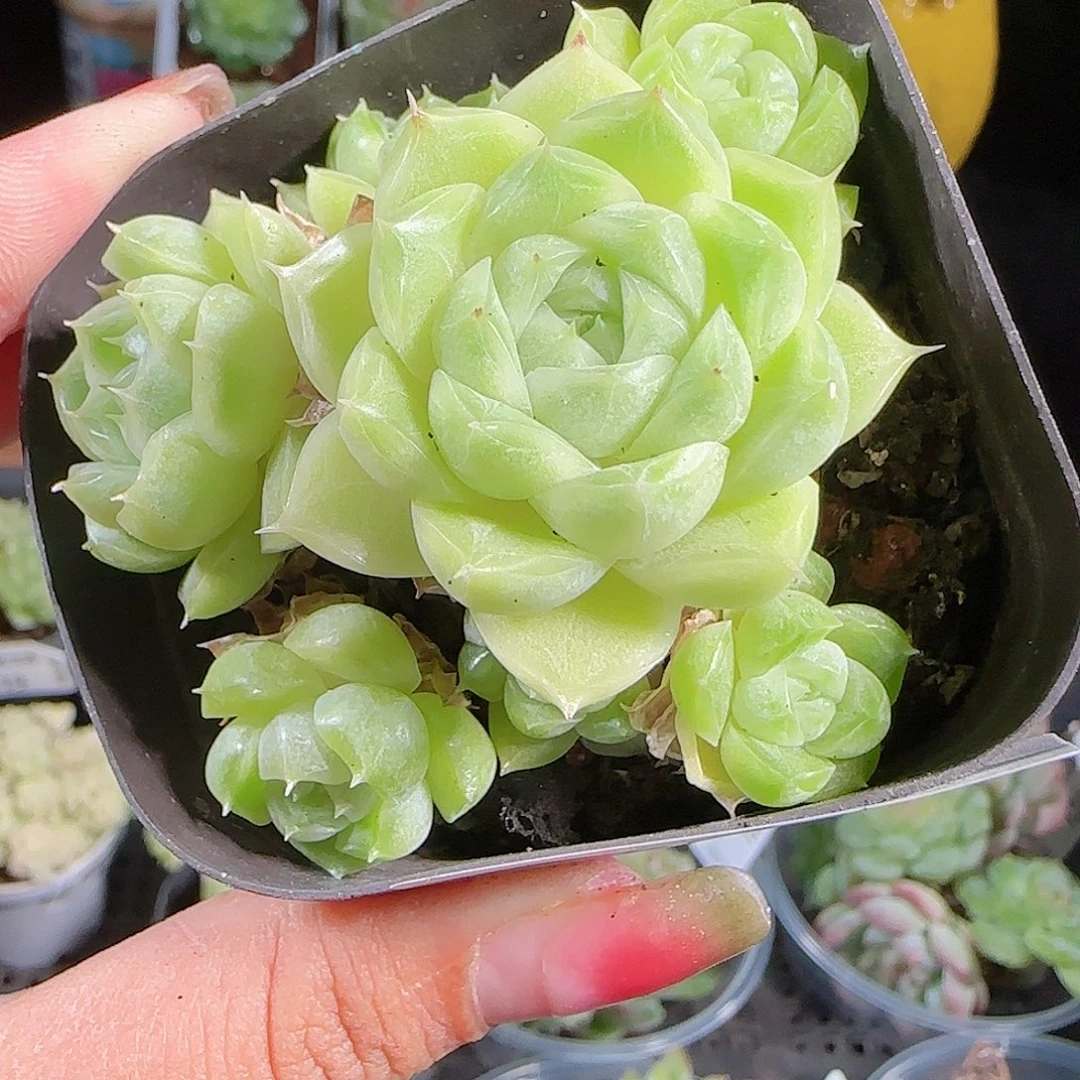 0927-131麦秆优选不包整
