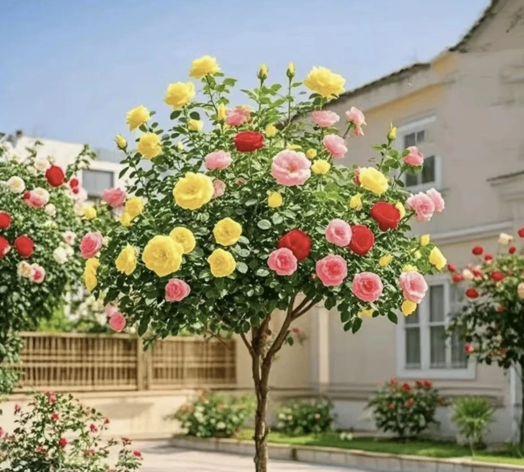 加大加高1米1到1米3/多色月季花棒棒糖四季开花2-6色好看好养盆栽