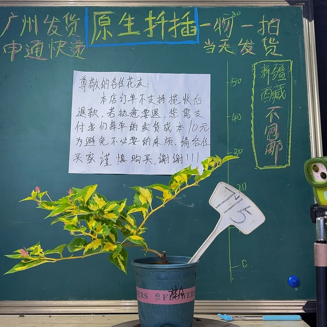 当前无花栽培后可以开花 金心橙白 715