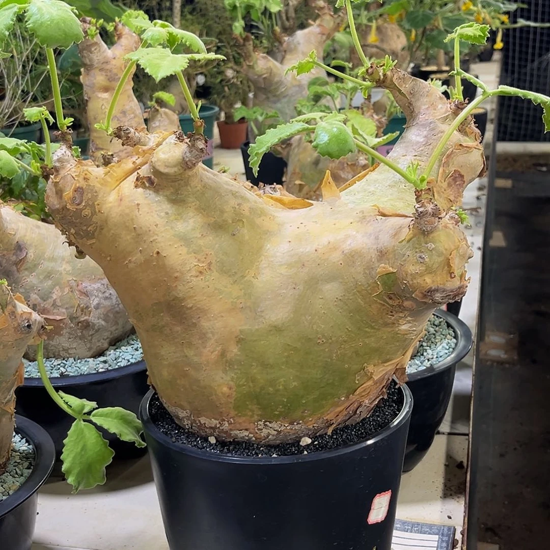 安哥拉Aaaaaaaaaaaaaaaaa