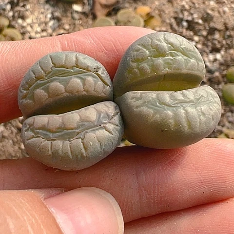 【闪购商品】25830