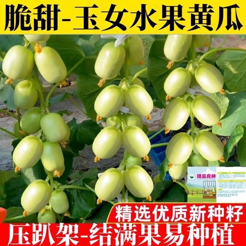 玉女水果黄瓜种子迷你小黄瓜籽生吃脆甜无渣春秋种植阳台盆栽种子