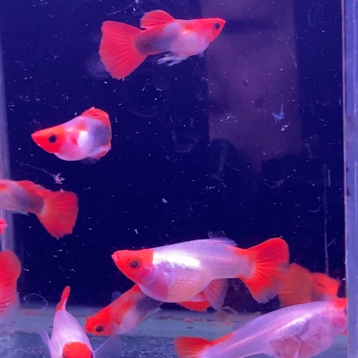 孔雀鱼红头玻璃母10条包邮