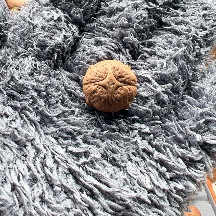 麒麟眼菩提把件一***。麒麟