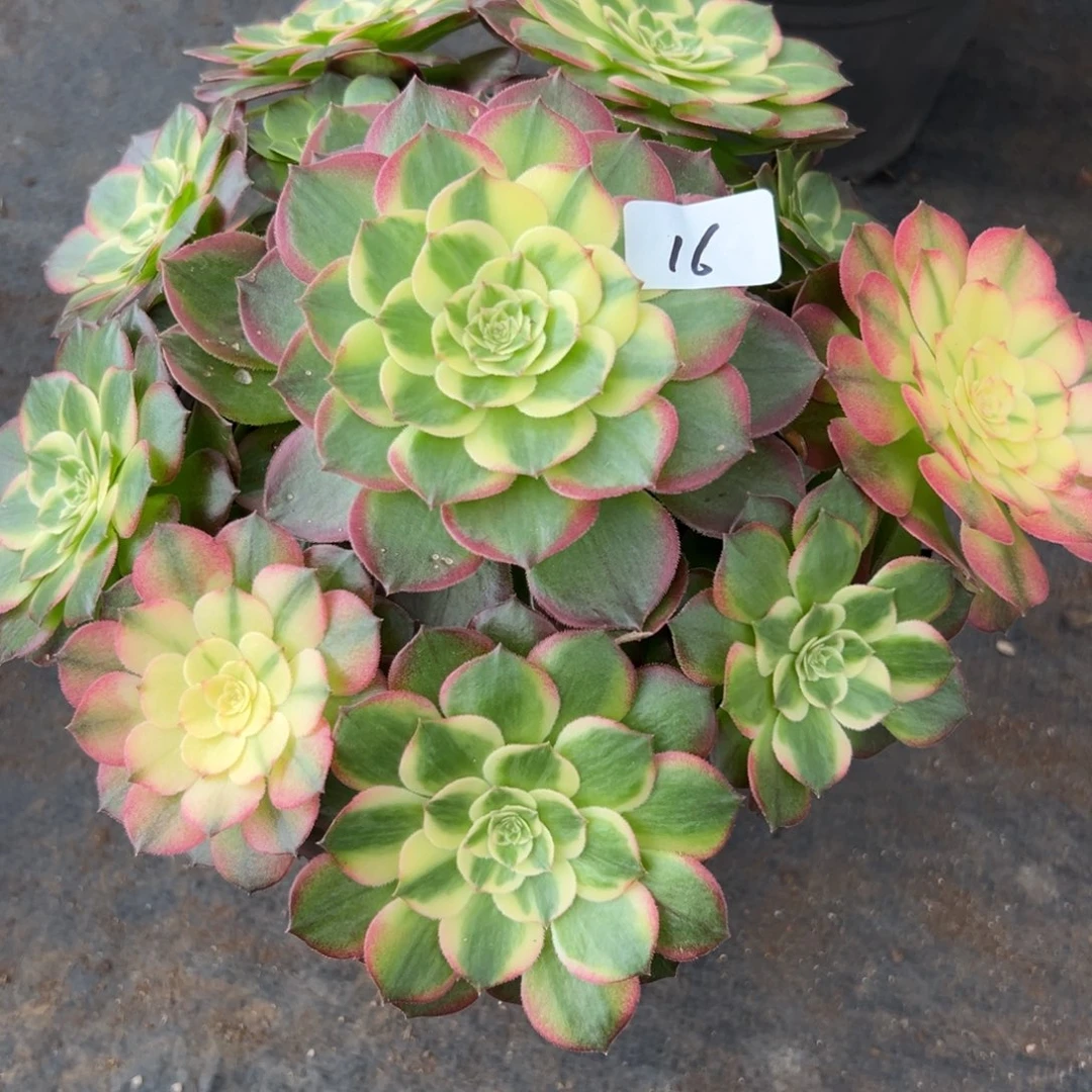 16玉芙蓉多肉植物系