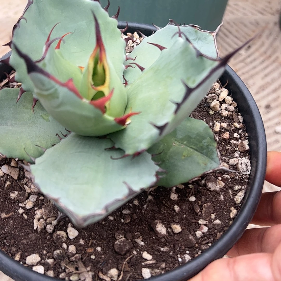 杂交龙舌兰植物植物