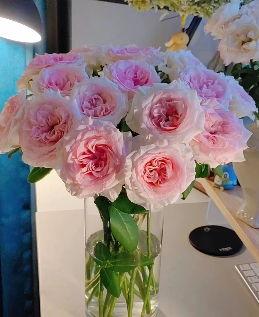 【洛神玫瑰】任意2单发顺丰或EMS空运包邮 收到货醒花