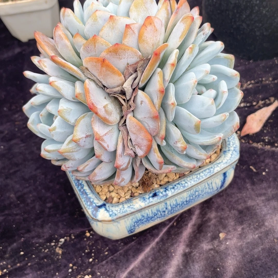 叮***咚橙子三头多肉植物一物一拍