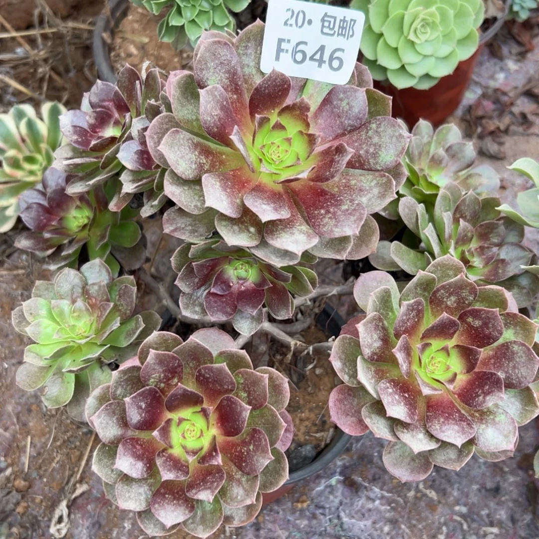 646赤炎连，不包损，多肉法师