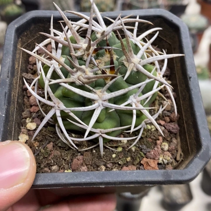 实生碧岩玉特价福利