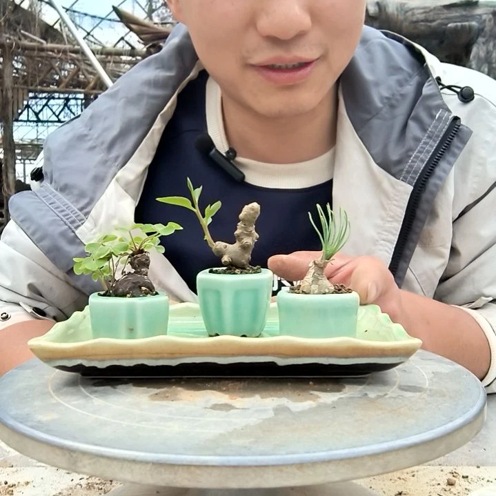 厦****吖小盆景小植物一物一拍122