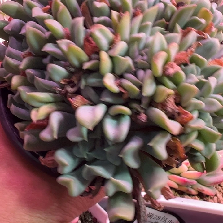 特玉莲缀多肉植物