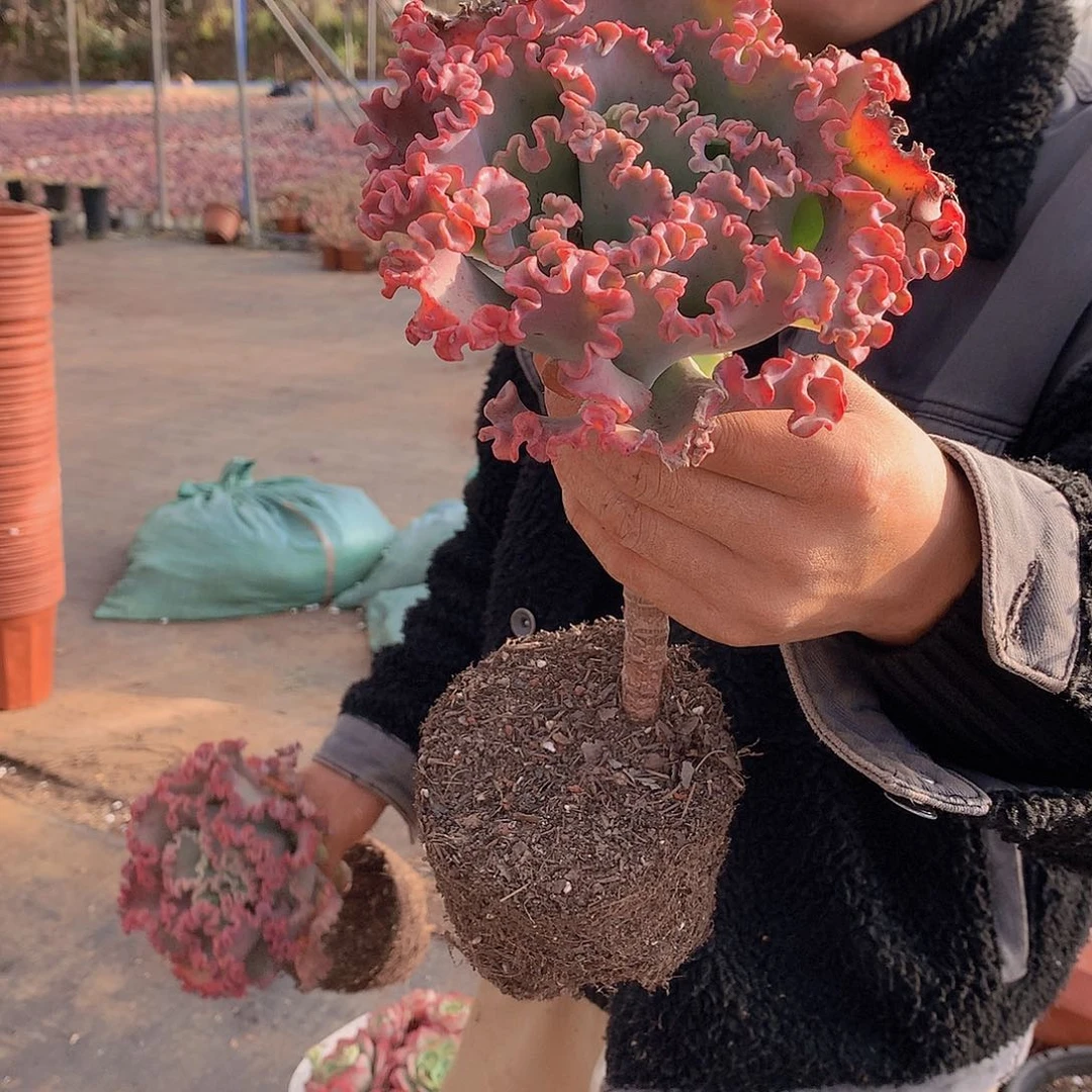 外播多肉女王华丽9.9