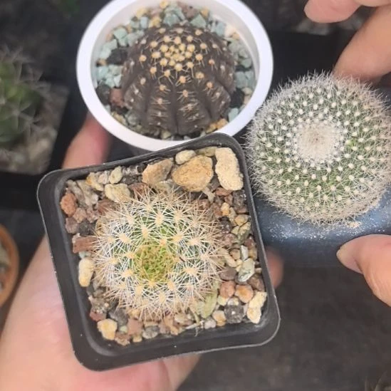 组合2直径3三个。。。。。