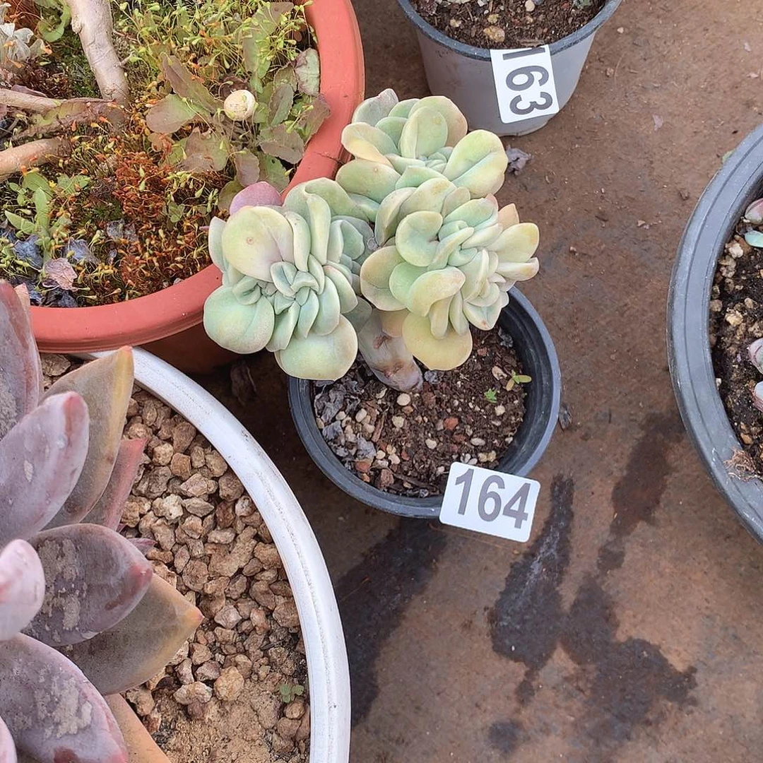 164可爱玫瑰 一物一拍多肉