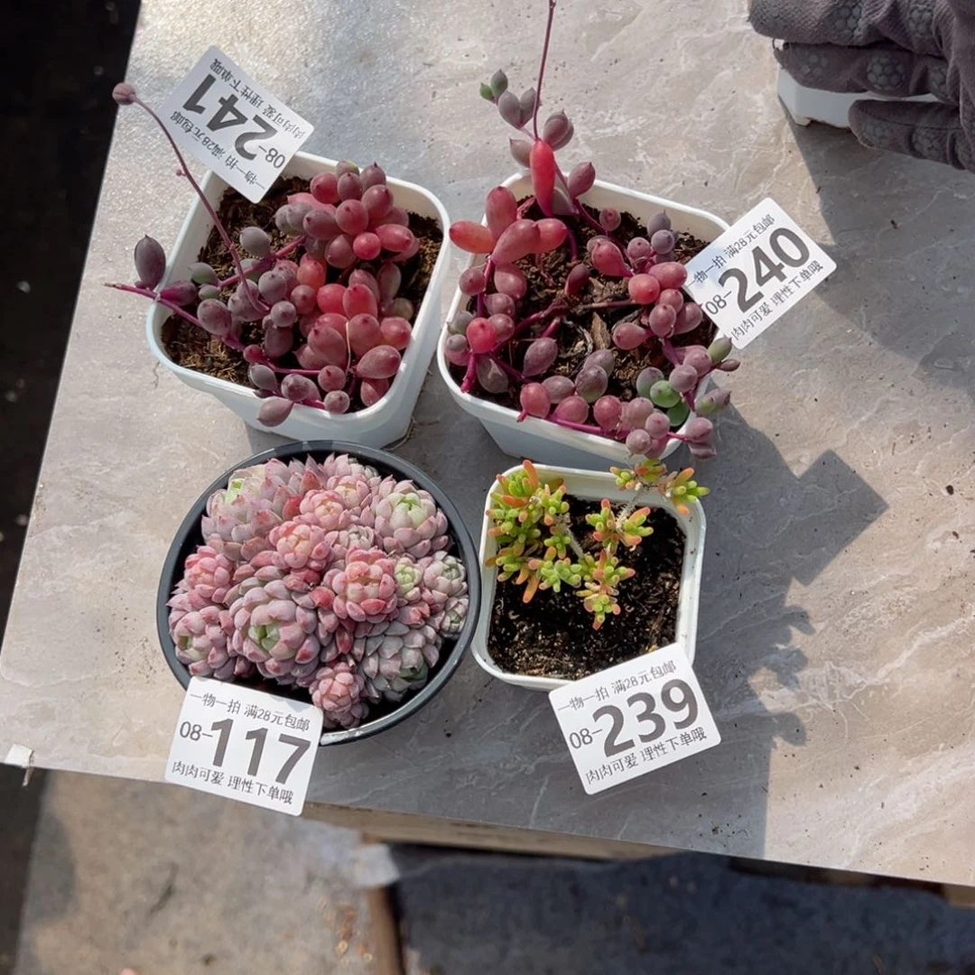 R**a多肉多肉多肉