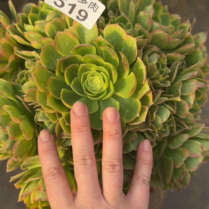 L***?奶白锦519肉肉