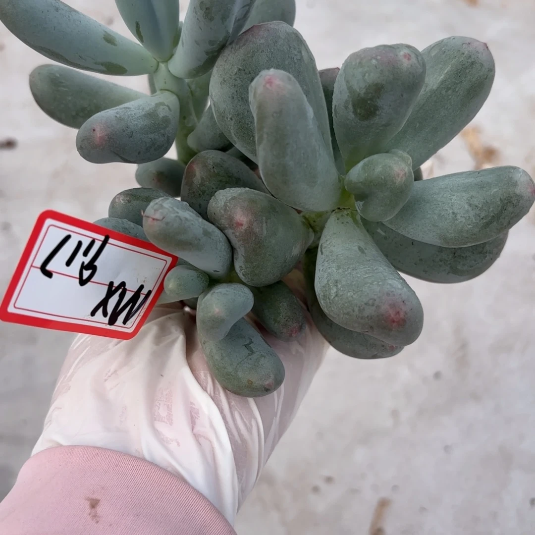 M***X米可奶一头石化9.17MX专拍
