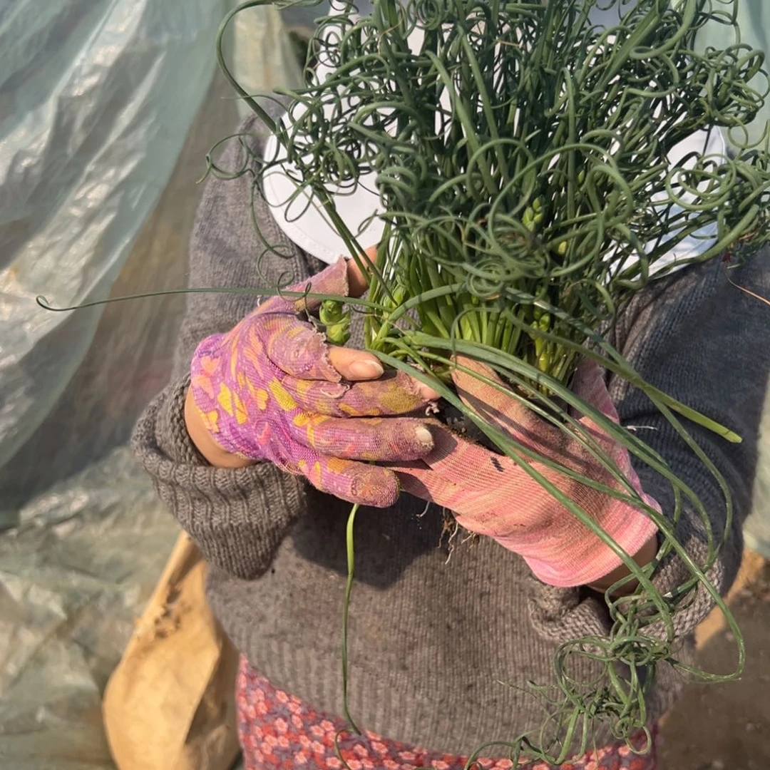 多肉植物弹簧草群