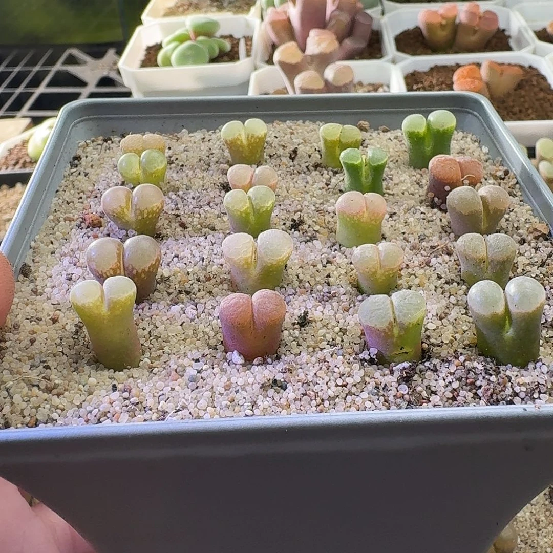 2654风铃玉20颗1左右