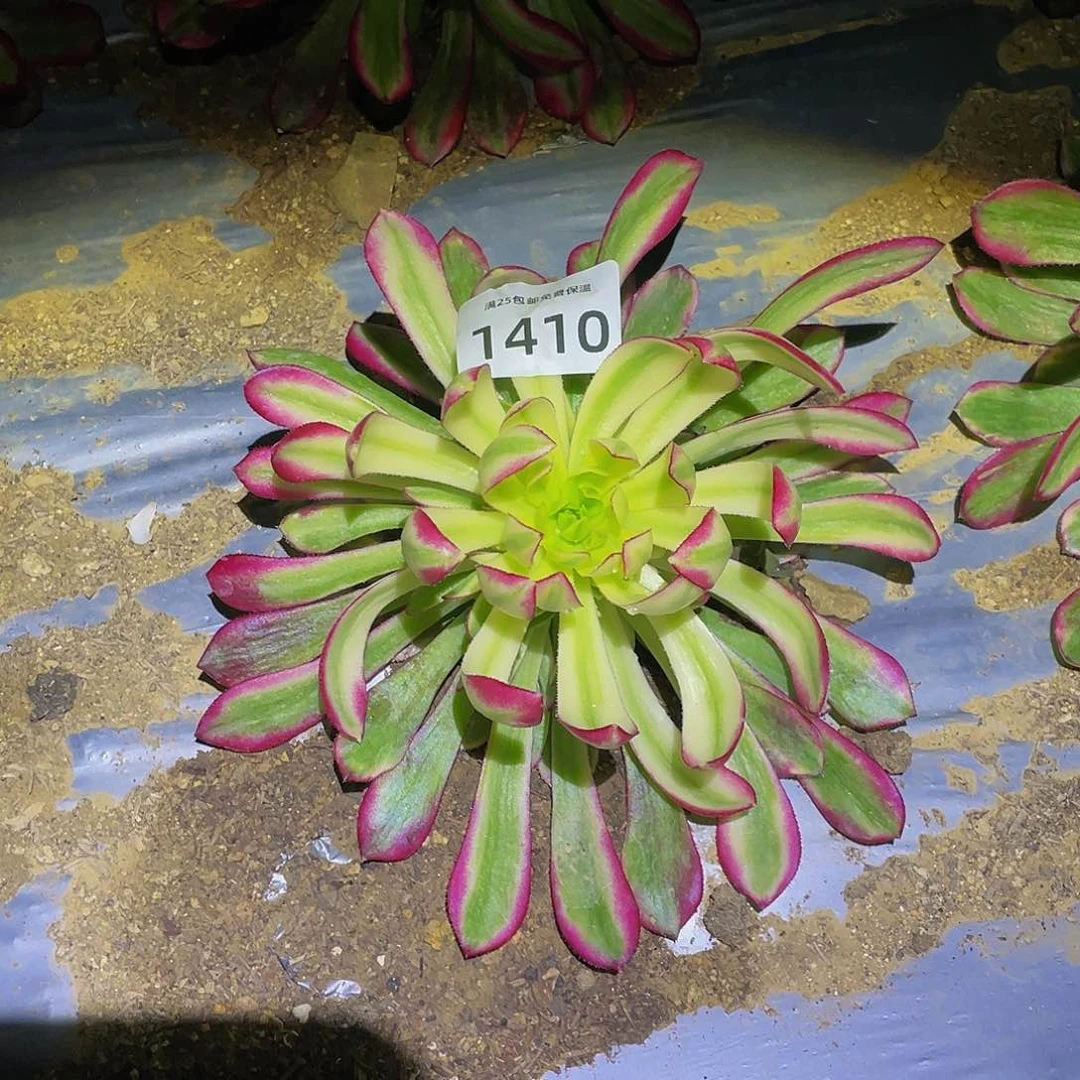 1410琉璃女神菊花多肉植物