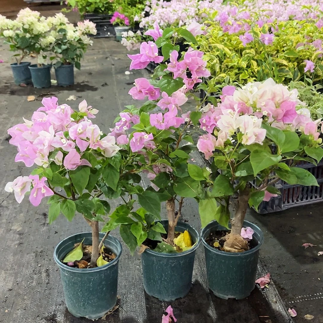 大部分花苞少量开放广红英掌中宝一颗